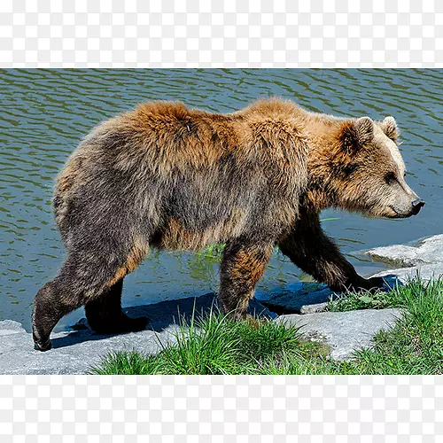 灰熊陆地动物野生动物-熊