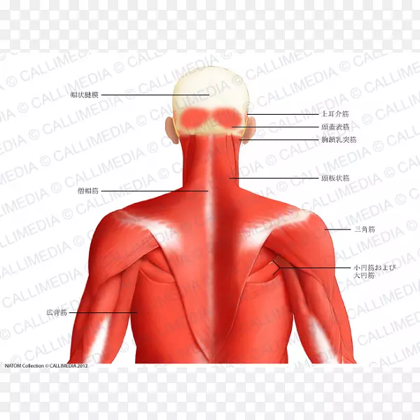 颈后三角肌、头颈解剖人体斜方肌-颈肌