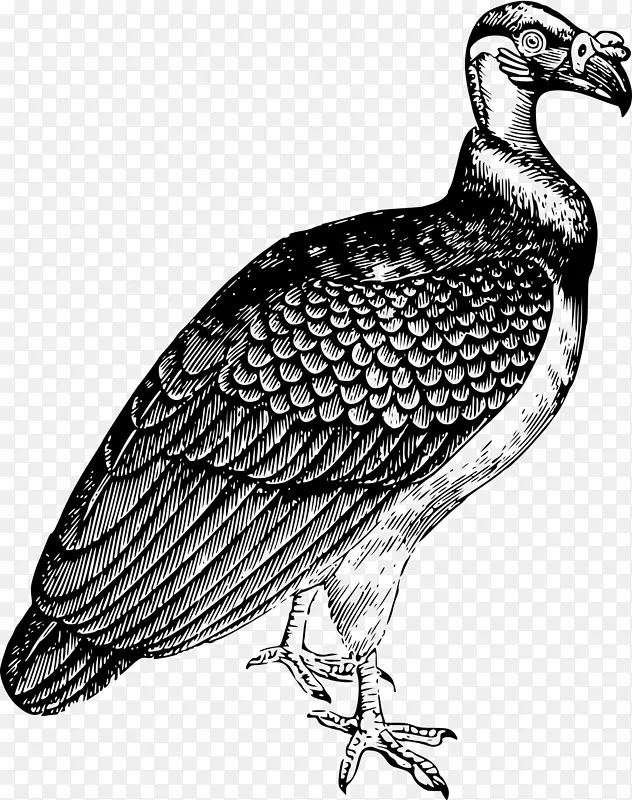 土耳其秃鹫鸟国王秃鹫剪贴画-棒形鸟