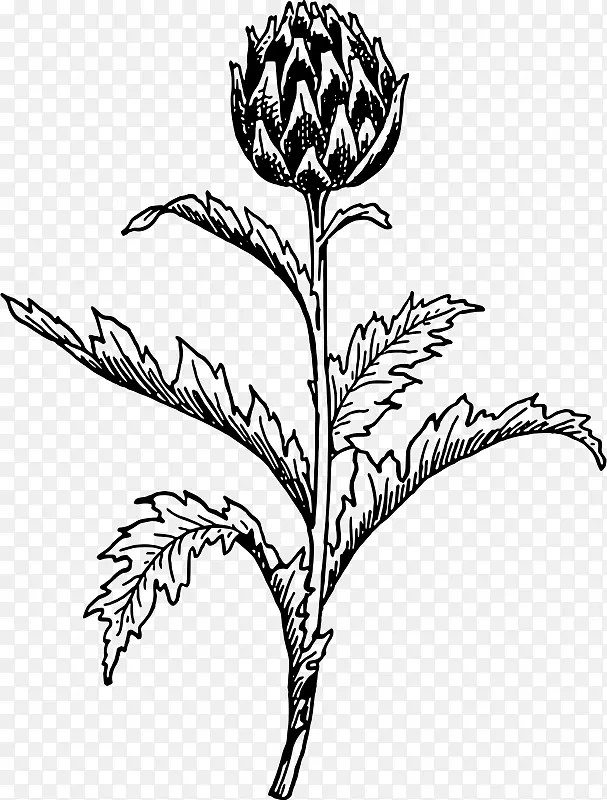 菊芋蓟植物剪贴画植物