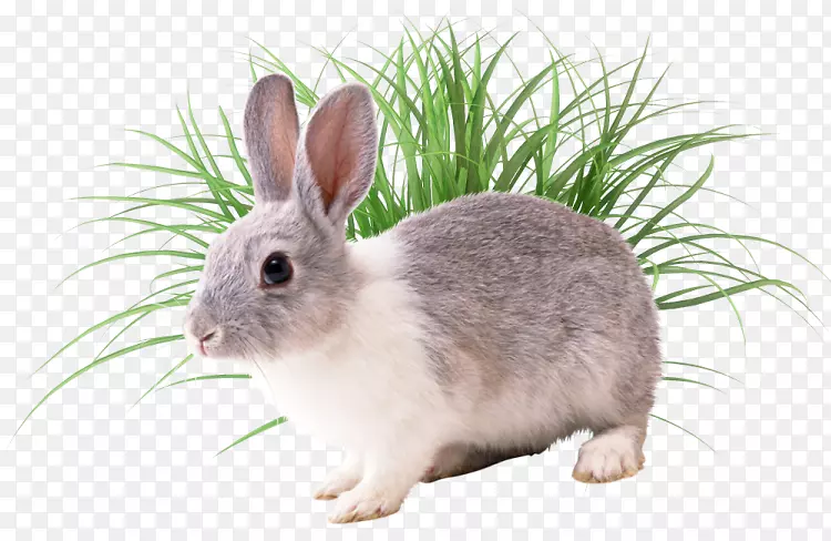 欧洲兔Conejos/兔子-兔子
