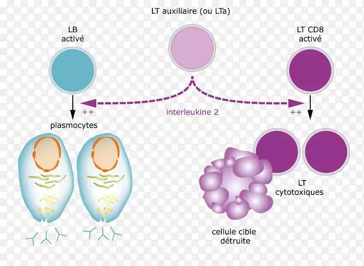 白细胞介素-2t辅助细胞t细胞免疫系统.碎片