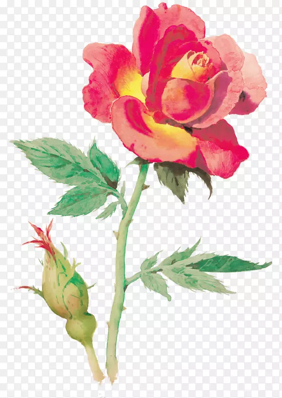 花园玫瑰，卷心菜，玫瑰植物，牡丹切花-梅骅