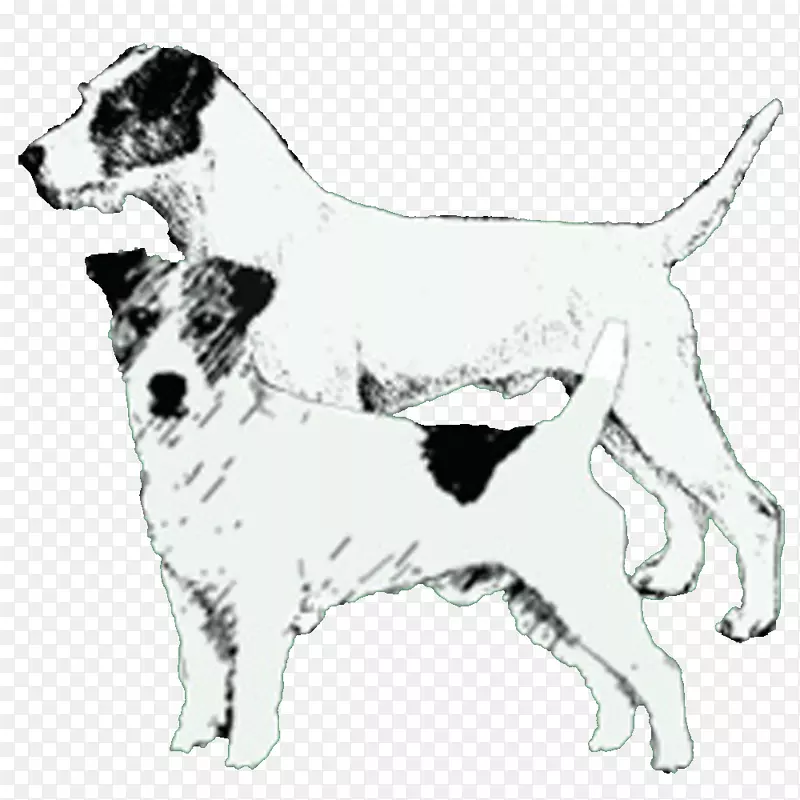 犬种英国猎犬伙伴狗杰克罗素