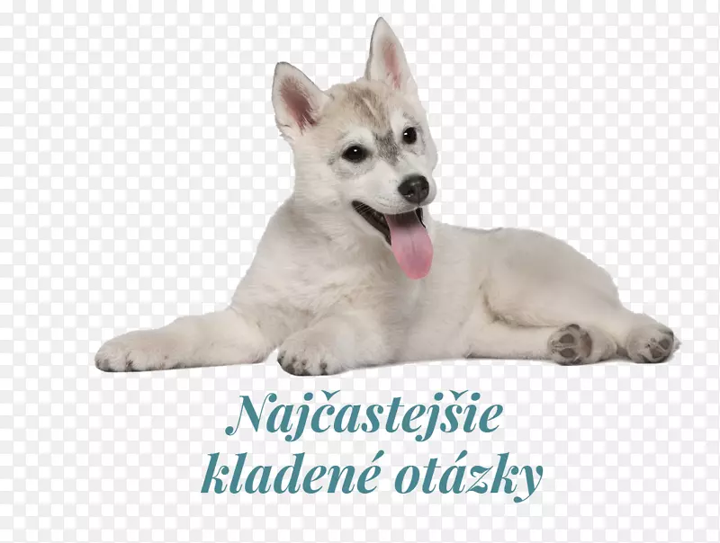 微型西伯利亚哈士奇加拿大爱斯基摩犬