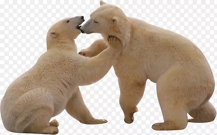 北极熊，你听到什么了？-北极熊