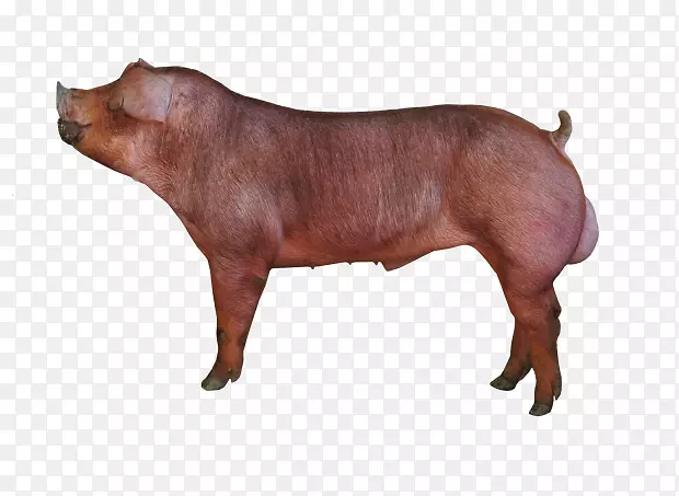 杜洛克猪种养猪场-猪