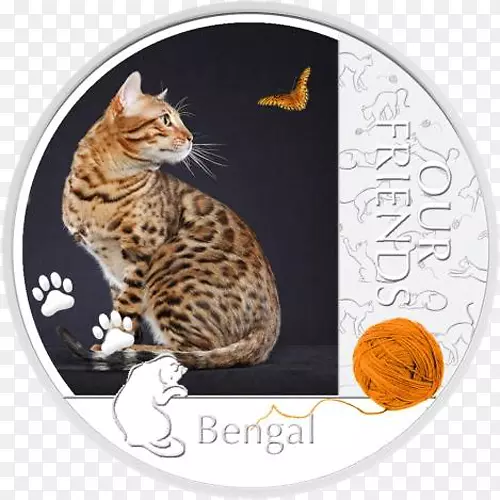 孟加拉猫英国速记猫kurilianbobtail银币小猫