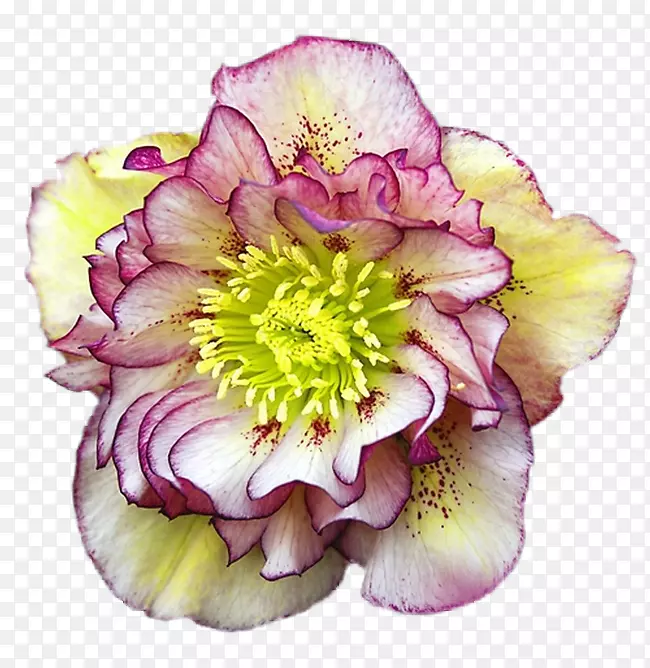 侧柏农舍花园黑麦草(Helleborus Niger Picotes)-玫瑰花