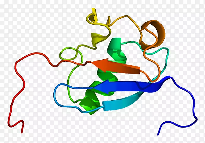 hla-b相关转录本3基因簇蛋白