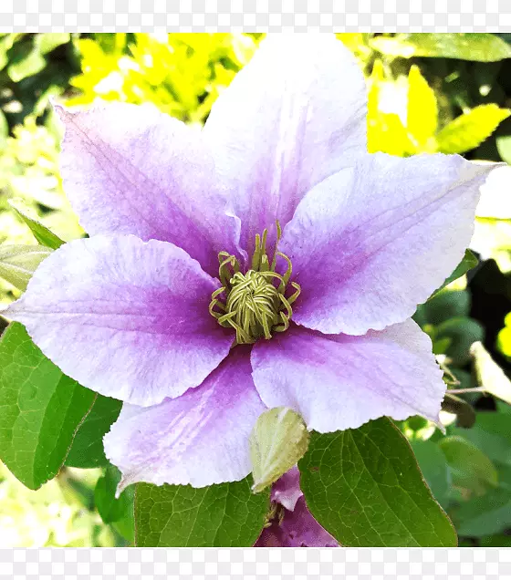 皮花多年生植物一年生植物花瓣植物