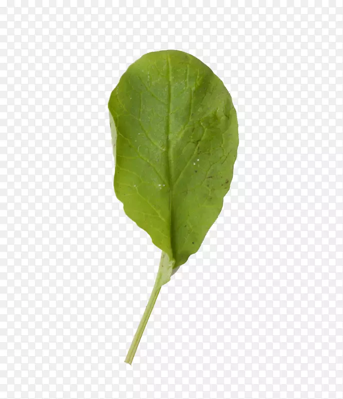 叶植物cải củabaksiaalsus光合作用-叶片