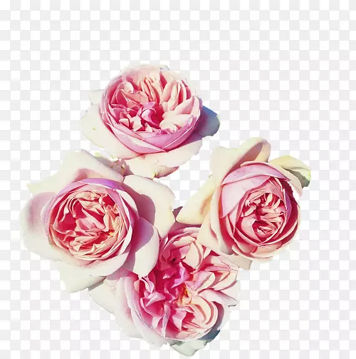 罗莎和平茶，玫瑰花园-花