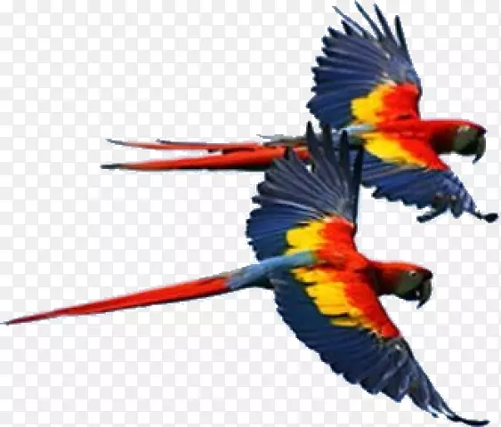 鸟，鲜红的金刚鹦鹉，红绿的金刚鹦鹉-鸟
