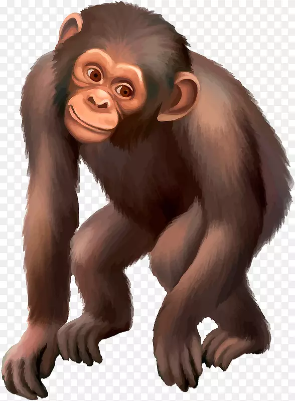 普通黑猩猩大猩猩猴子画大猩猩