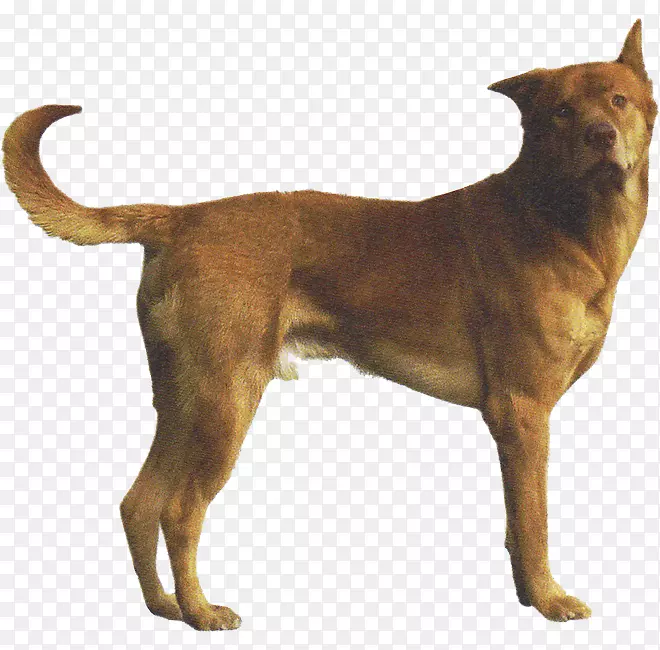 犬种珍稀品种(狗)Phu Quoc脊背罗得西亚脊背phúquốc