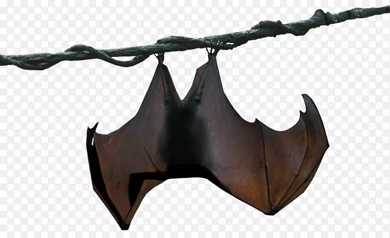 巨细胞动物-蝙蝠