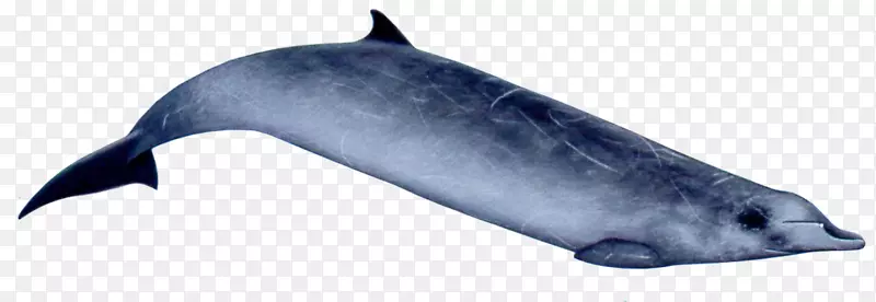 普通宽吻海豚图库溪粗齿海豚江豚银杏齿喙鲸-里索海豚