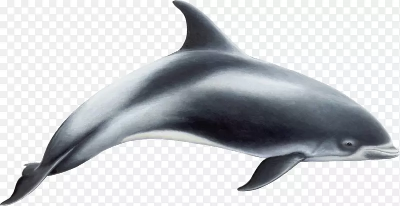 白色喙海豚普通宽吻海豚短喙海豚齿状鲸粗齿海豚