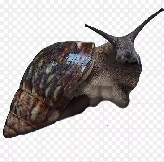 非洲大蜗牛陆地蜗牛Achatina巨型非洲蜗牛