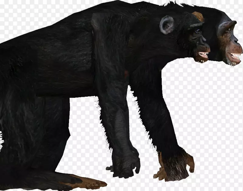 普通黑猩猩大猩猩有毛皮陆生动物-大猩猩