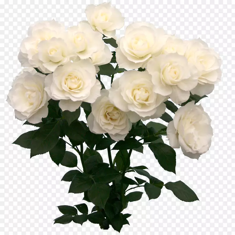 花园玫瑰切花甘蓝玫瑰白花