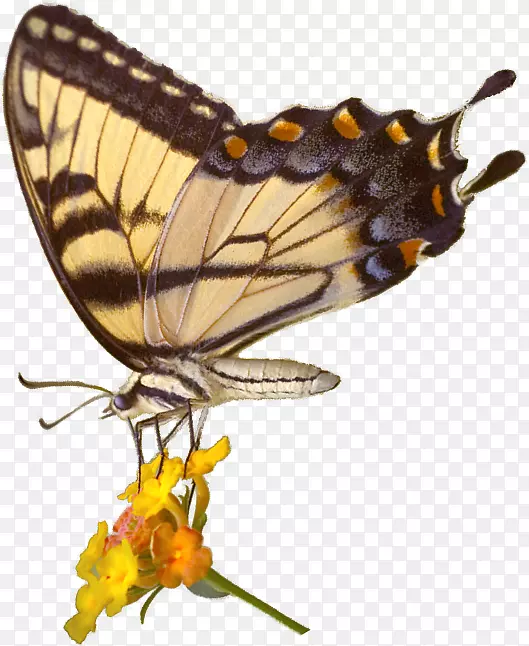 帝王蝴蝶UGA收集的节肢动物，高翅蝴蝶佐治亚自然历史博物馆-蝴蝶