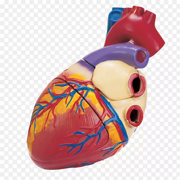 藏福微软PowerPoint心脏医学演示文稿-解剖学