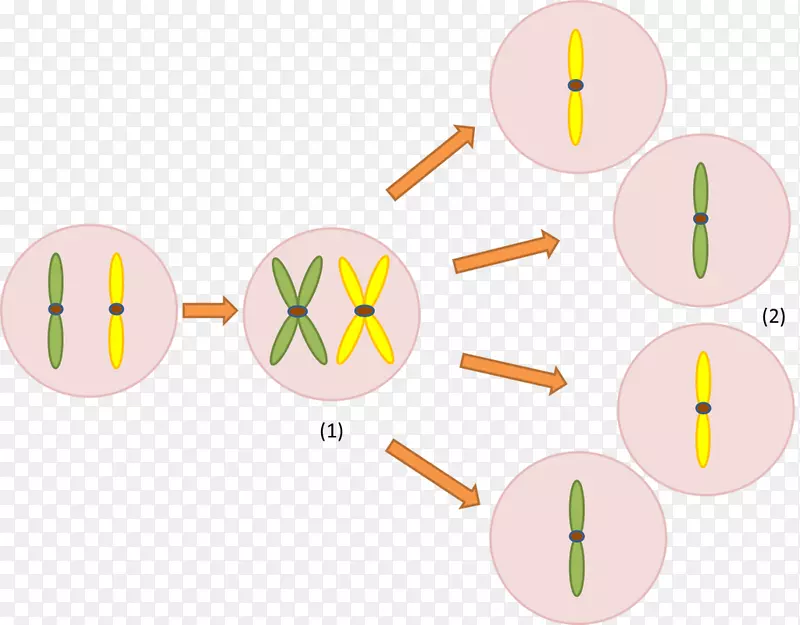 减数分裂染色体细胞遗传学基因复制