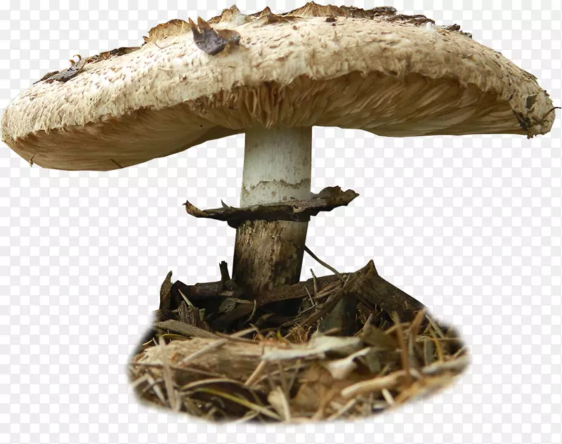 砧木摄影食用菌艺术-蟾蜍