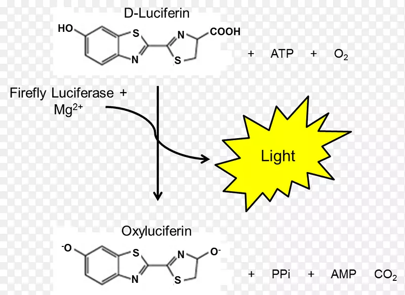 荧光素酶萤火虫荧光素酶测定萤火虫
