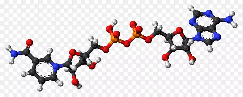 降钙素，烟酰胺，腺嘌呤二核苷酸，三磷酸腺苷，磷酸肌酸激素