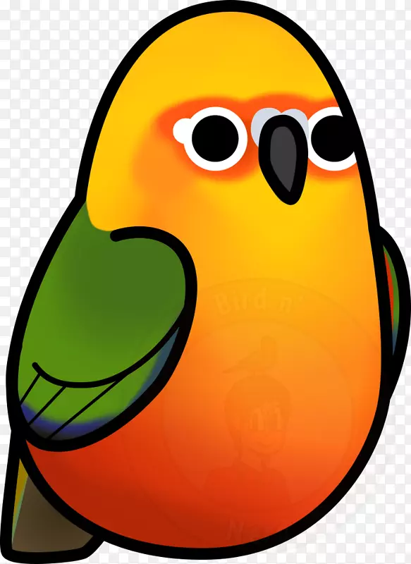 美鸟珍达雅鹦鹉绿颊鹦鹉