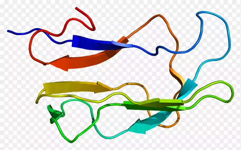 DBT基因表达支链α-酮酸脱氢酶复合物蛋白
