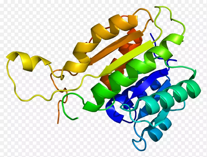 HSD 17B10 11β-羟类固醇脱氢酶17β-羟类固醇脱氢酶乙醇脱氢酶