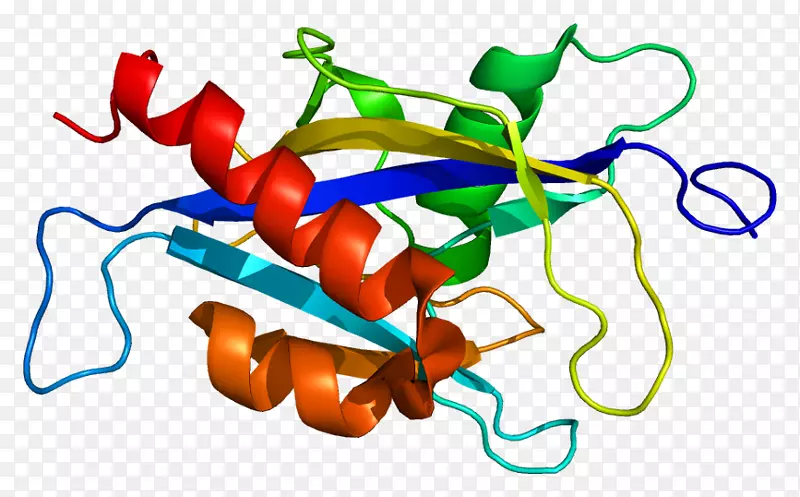 nudt 2蛋白核水解酶基因酶-酶