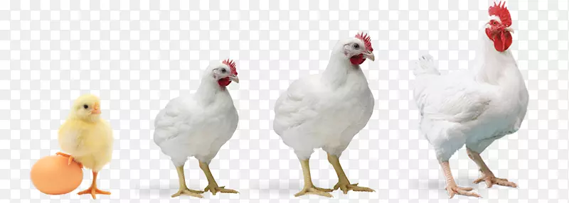 公鸡、肉鸡、家禽养殖-鸡