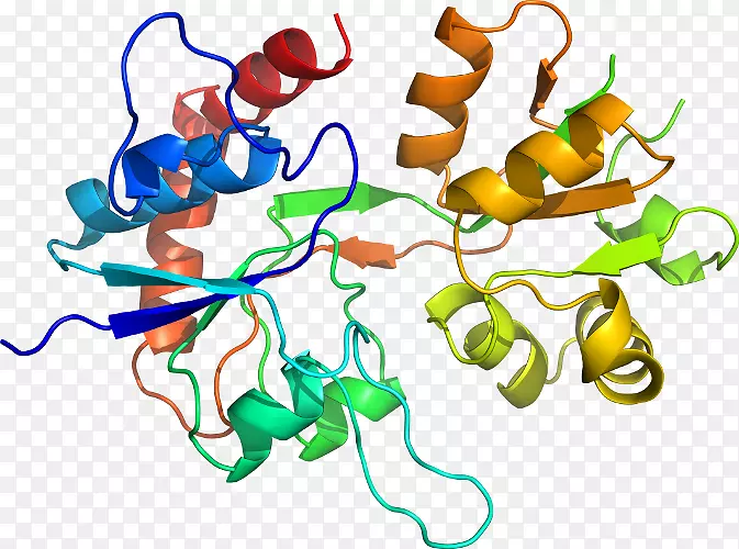 胃蛋白酶分子酶解