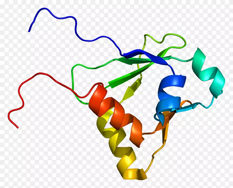 GTPase-激活蛋白iqgap 1 ras亚家族Syngap 1细胞
