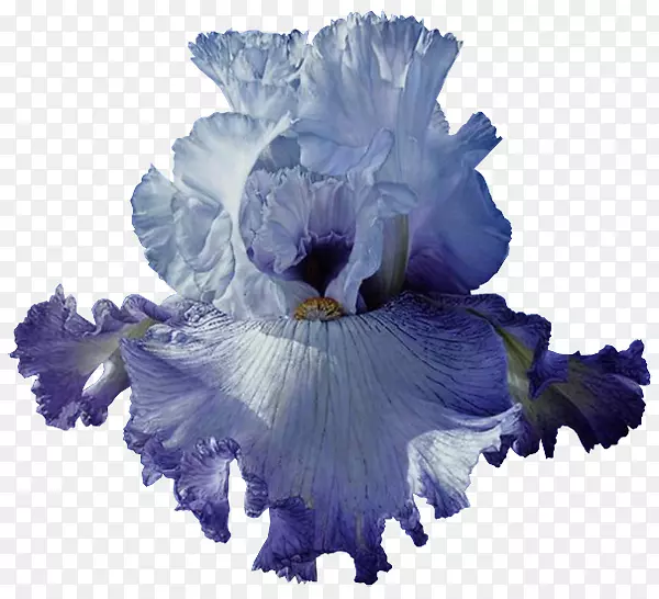 蓝色虹膜花