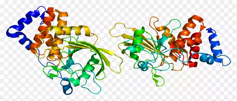 ptprt蛋白酪氨酸磷酸酶基因