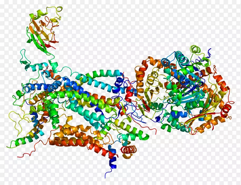 细胞色素c1基因辅酶q-细胞色素c还原酶