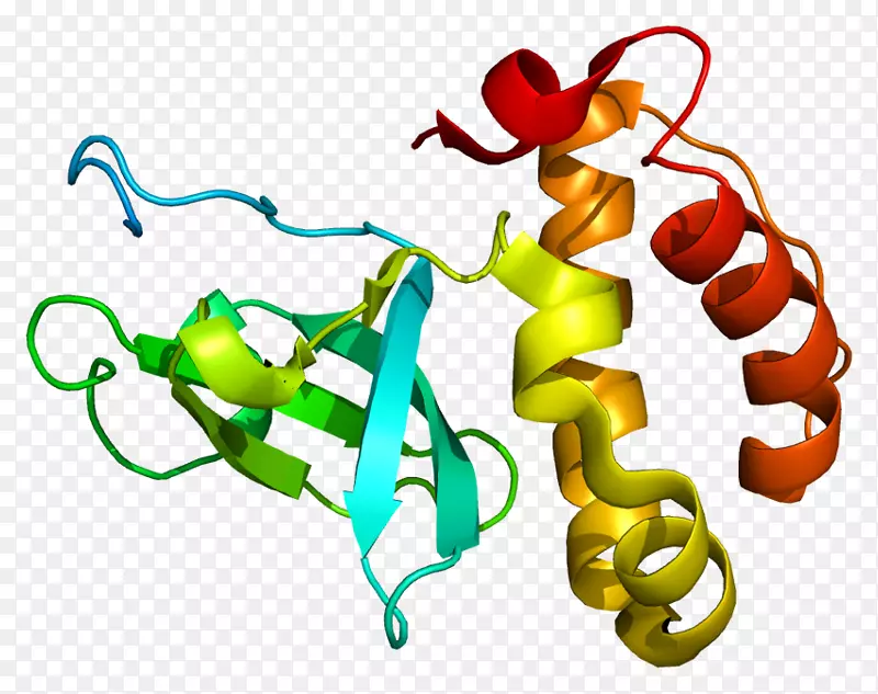 dnmt3b DNA甲基转移酶蛋白组蛋白着丝粒