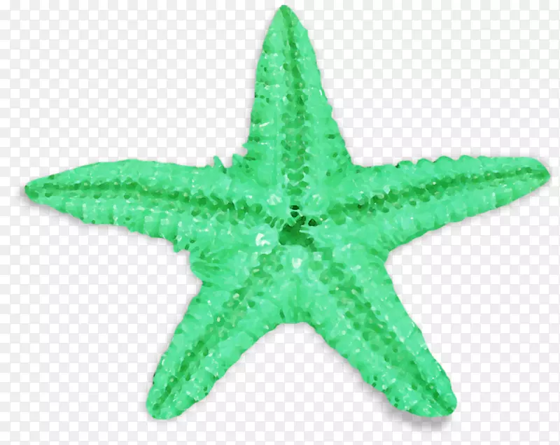 普通海星绿海胆-海星