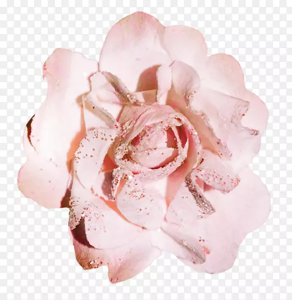 花园玫瑰花粉红色雄蕊花
