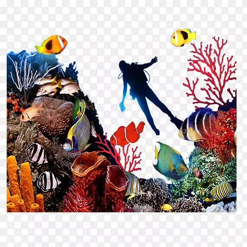 珊瑚礁鱼类海底-海洋