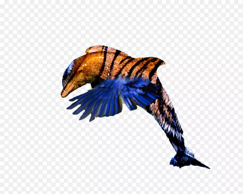 喙英国羽毛钴蓝镓甲壳虫-cef