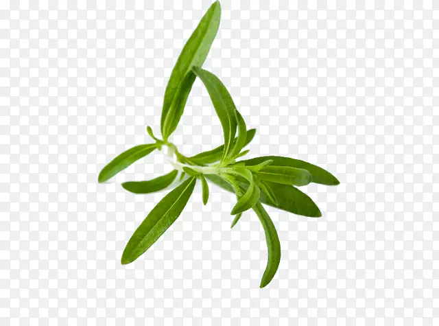 茶夏香草本植物-草本植物养殖场
