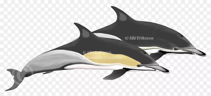 短喙普通海豚图库溪海洋海豚塔里法-里索海豚