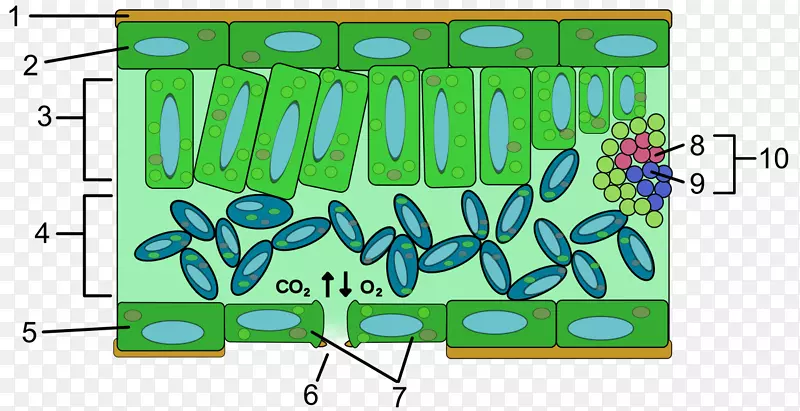 表皮叶解剖叶绿体细胞-植物解剖学
